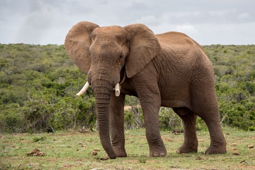 Ученые: Слоны оценивают количество пищи по запаху