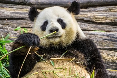 Московский зоопарк не планирует вводить должность «Обнимателя панд»