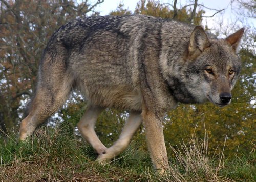 В Якутии найдена голова доисторического волка в идеальной сохранности