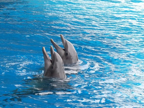Ученые: Дельфины предпочитают общаться с друзьями по интересам