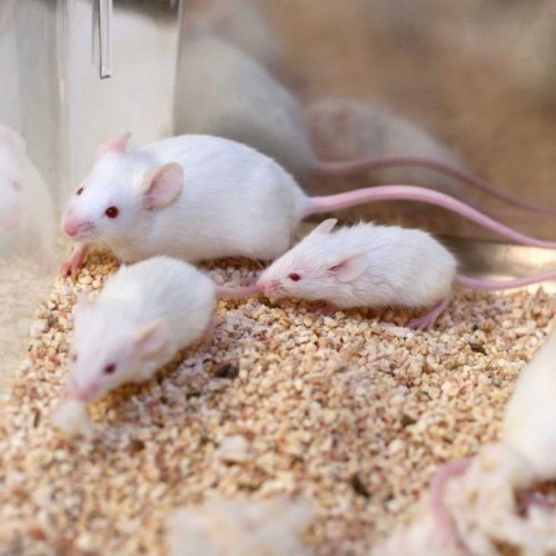 Учёные определили нейроны, включающие у мышей «песню любви»