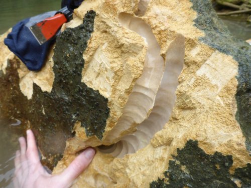 Готовятся к голоду: Учёные нашли на Филлипинах корабельного червя, поедающего камень