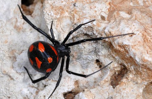 Смерть под ногами: Ядовитые пауки атакуют Подмосковье