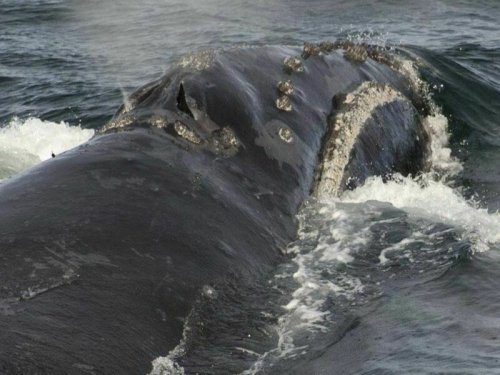 Учёным впервые удалось записать пение редчайшего кита