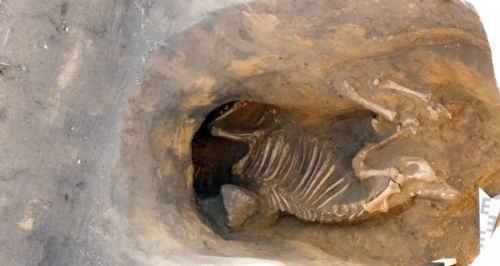 Челябинские археологи обнаружили следы древних жертвоприношений