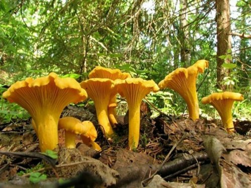 Медики считают самыми полезными видами грибов боровики и лисички