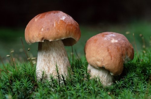 В Подмосковье радуются любители сбора грибов: Такого урожая не было 10 лет