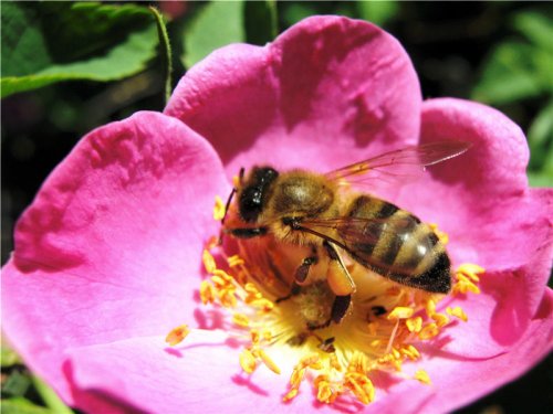Медоносные пчёлы передают свои болезни диким шмелям через общие цветы