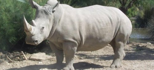 Вымирающий северный белый носорог появится на свет от умершего самца