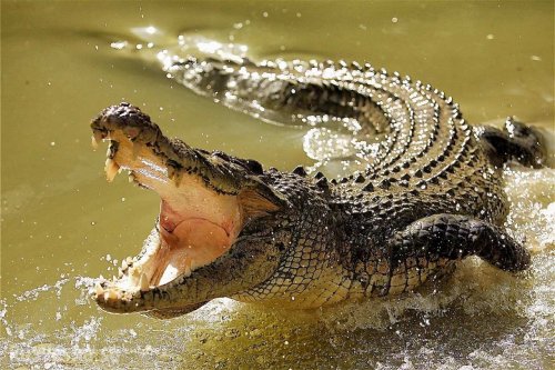 «Вот вам и эволюция»: Развитие превратило крокодилов из вегетарианцев в хищников