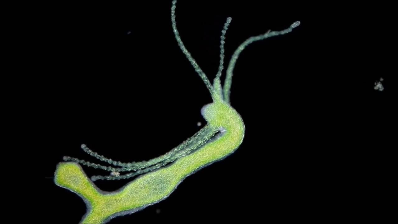 Видео сайт гидры linkshophydra сколько времени остаются в организме наркотики