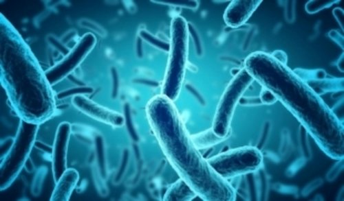 Учёные: Полная бактерий таблетка улучшает здоровье