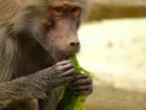 Диета из водорослей для приматов спасёт человечество от дефицита еды