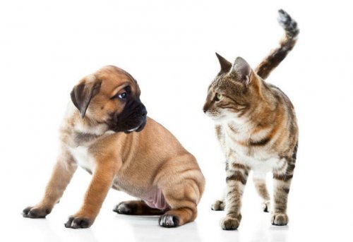 Учёные пояснили помешательство людей на кошках и собаках