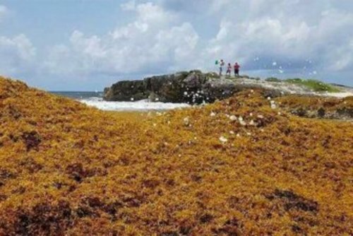 Учёные обнаружили аномалию в Атлантике: Её убивают расплодившиеся бурые водоросли