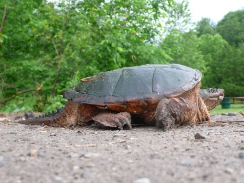 Черепахи научились выживать без кислорода – Учёные