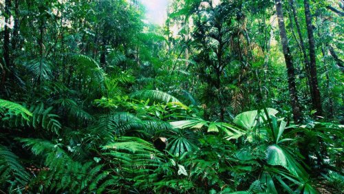 Глобальное потепление можно отсрочить: Экологи нашли 900 млн гектар для посадки лесов