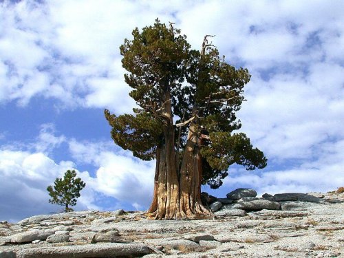 Древние деревья становятся с возрастом мутантами – Учёные