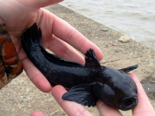 В Волге появились чёрные бычки: Рыбаки боятся есть такую рыбу