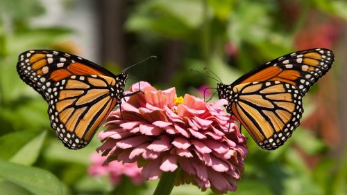 «Красоты на планете становится всё меньше»: Бабочки начали стремительно вымирать – Учёные