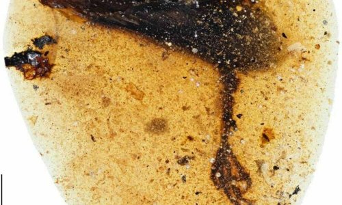 Палеонтологи обнаружили в древнем янтаре лапу неизвестной птицы