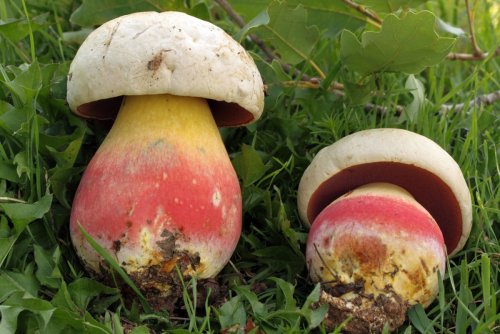 «Будьте бдительны»: Грибники Подмосковья всё чаще принимают ядовитые грибы за съедобные