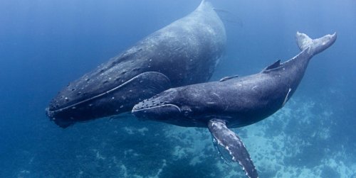 Ученые: Южные киты перешёптываются для поддержания связи