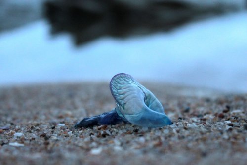 Массовое размножение медуз представляет опасную угрозу на пляжах Канарских островов