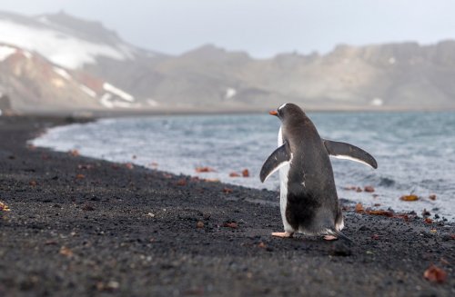 Эксперт: увеличение числа туристов в Антарктиду приводит к негативным последствиям