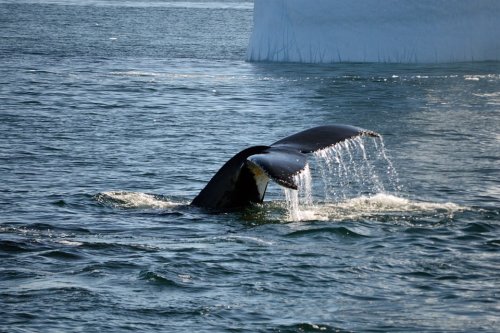 Слишком крупная рыба: У берегов Канады был обнаружен полярный кит, запутавшийся в рыболовных сетях