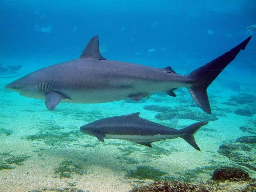 Средиземноморские акулы скоро могут полностью исчезнуть