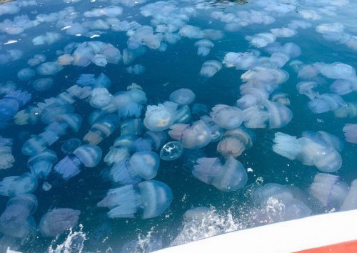 «Это настоящее желе»: Медузы захватили Азовское побережье Крыма