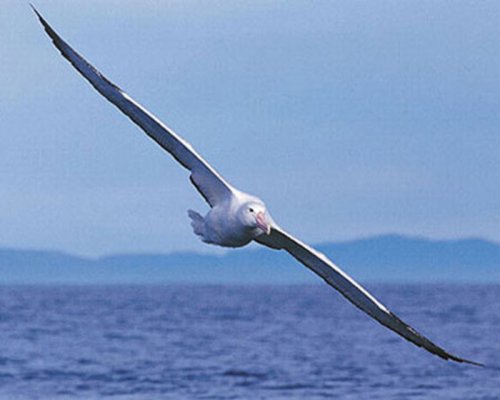 Учёные нашли в Новой Зеландии новый вид альбатроса эпохи плиоцена