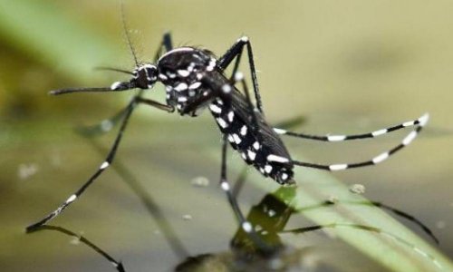 Китайские учёные уничтожили опасных комаров при помощи инфекций и радиации