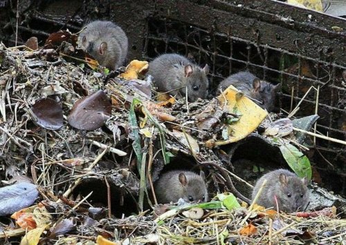 Воронеж стонет от полчищ крыс: Они бегут с частной свалки