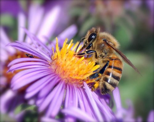 Wi-Fi оказывает негативное влияние на поведение медоносных пчёл – Учёные