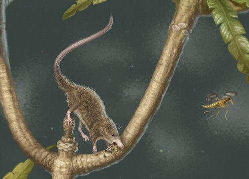 Животные Юрского периода научились пережёвывать пищу задолго до появления млекопитающих