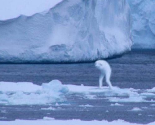«Полярников съели крионы»: Таинственные чудовища живут в Антарктиде