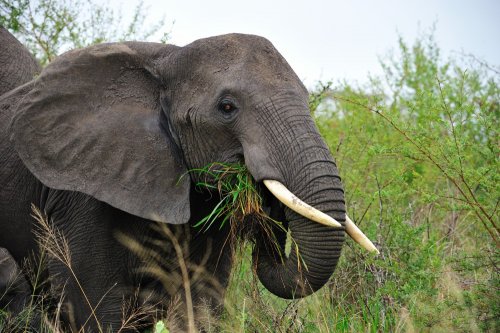 Вымирание лесных слонов приведет к повышению углекислого газа в атмосфере Земли