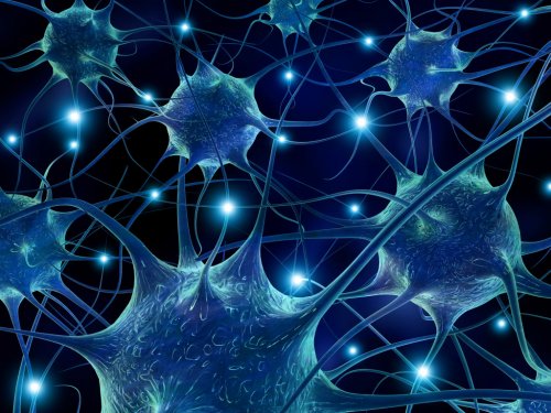 Ученые создали первую полную карту нервной системы живого организма