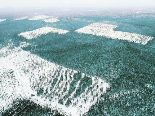 «Здесь всё принадлежит Китаю»: Россия стала лидером по обезлесиванию