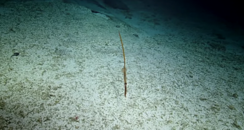 Биологи впервые смогли снять видео с глубоководным длиннохвостым кальмаром