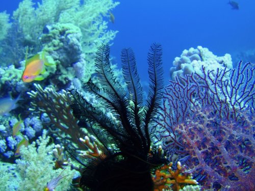 «Их уже не восстановить»: Тёплый океан убивает Гуамские рифы