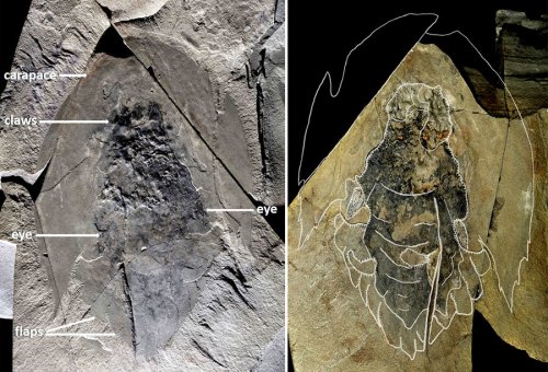 Палеонтологи нашли в Канаде окаменелые останки доисторического плотоядного «ктулху»