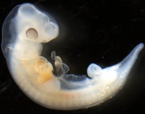 Ученые: Эмбрионы черепах выбирают себе пол на будущее