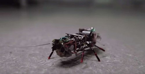 Ученые из США и КНР разработали «таракана-спасателя»