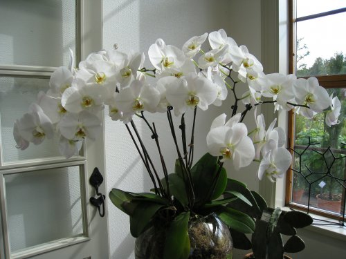 В Японии обнаружили орхидею, которая никогда не цветет