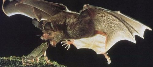 Ученые: Листоносые летучие мыши используют во время охоты листья в качестве зеркал