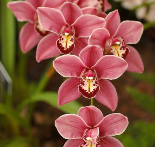«Что на 8 марта дарить будем?»: Орхидеи начинают исчезать в дикой природе