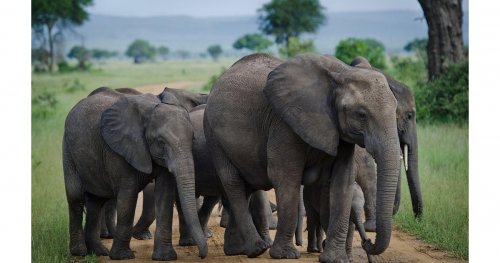 Молодые слоны объединяются в «стаи» ради выживания